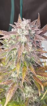 Super Bud Auto (Feminised) - картинка 4