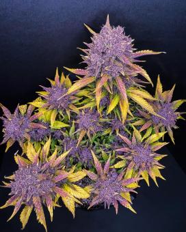 Purple Lemonade Auto - картинка 1