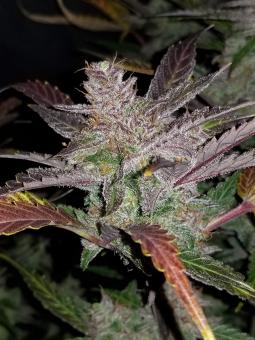 Cream Cookies Auto - картинка 4