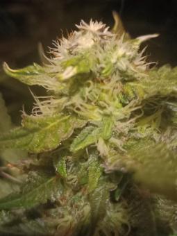 Critical Herer genetics - картинка 4