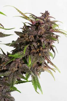 CBD Auto Blackberry Kush - картинка 1