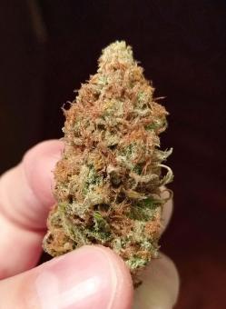 AK 47 Ultra genetics - картинка 3