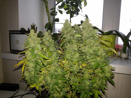 G14 Auto - картинка 4