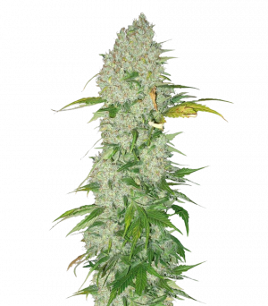 White Widow