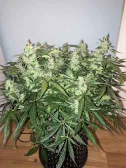 Purple Queen Auto - картинка 1