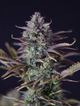 King's Juice Auto (Feminised) - картинка 1