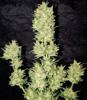 Original Auto OG Kush - картинка 8