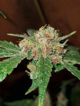 White Haze genetics - картинка 3