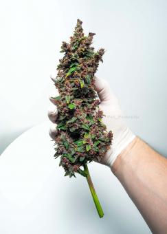 Purple Kush Auto - картинка 7