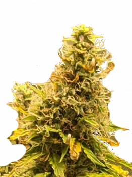 Auto Critical Genetics