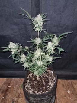 Purple Punch Auto - картинка 5