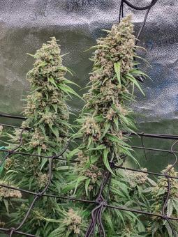 Auto Scout Cookies genetics - картинка 3