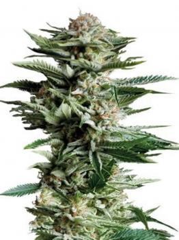 Fast Bud Auto