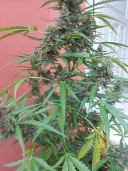 Auto Glue XXL genetics - картинка 5