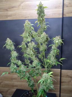 Auto Gummy Kush genetics - картинка 2